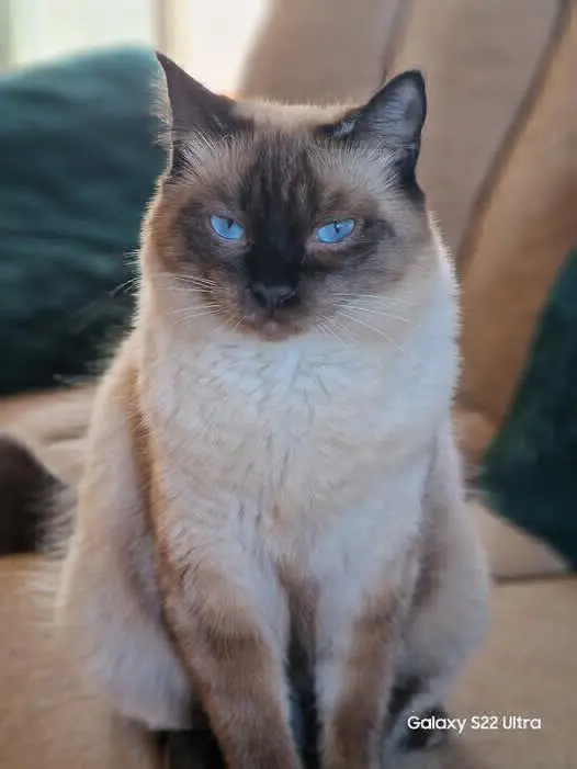gato lost   18320 Santa Fe Berlin