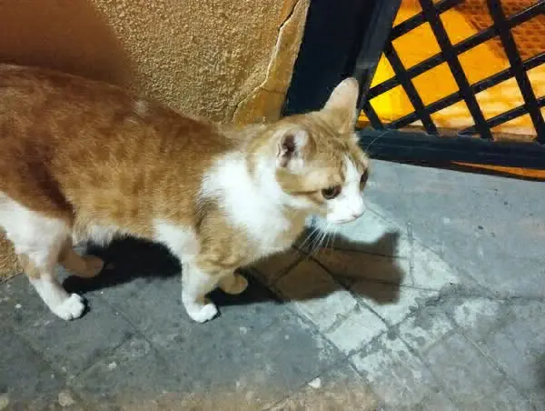 gato lost    Granada Charlie