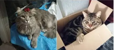 gato lost   18320 Santa Fe Niebla y larry