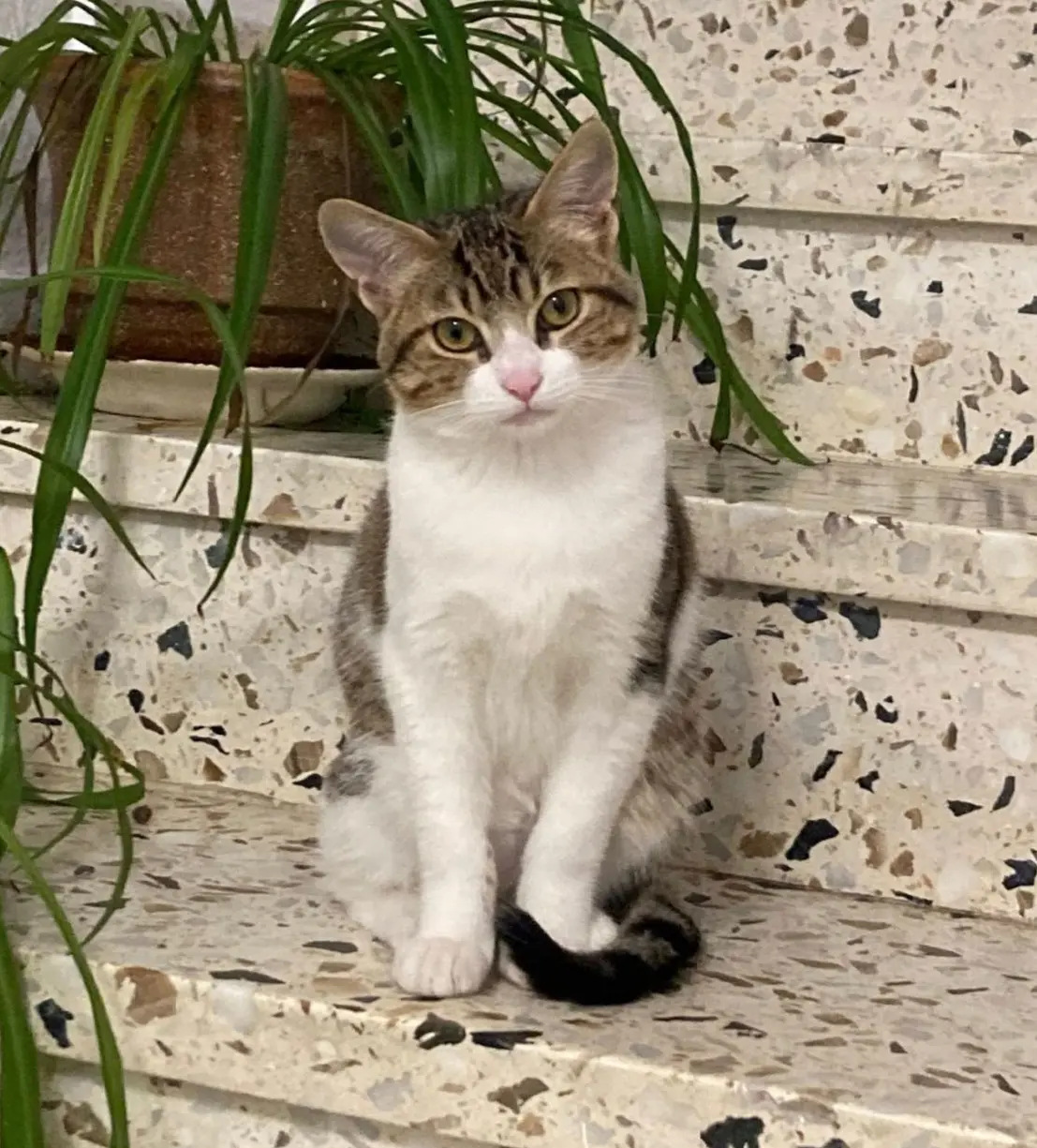 gato lost   18197 Pulianas Coco