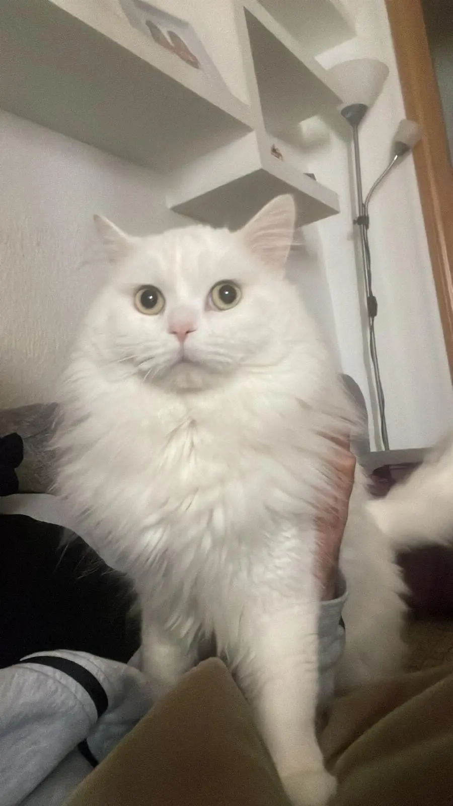 gato lost   18197 Pulianas Copito