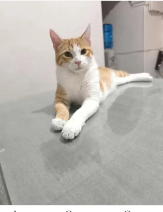 gato lost   18519 Purullena Nanillo