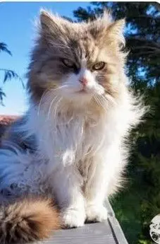 gato lost   19170 El Casar Beny
