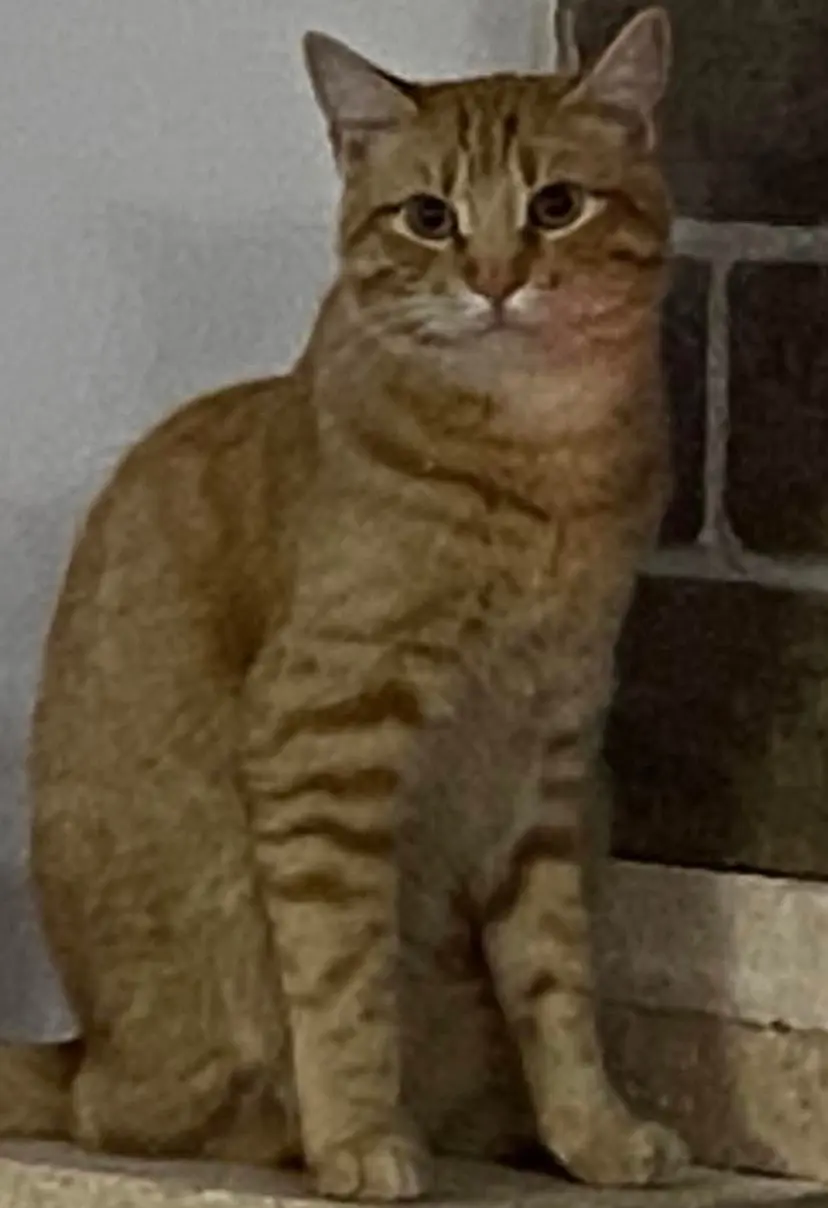 gato lost   19174 Torrejón del Rey Gato