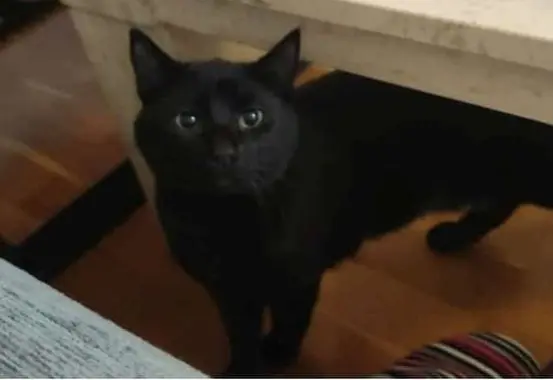 gato lost    Guadalajara Gato