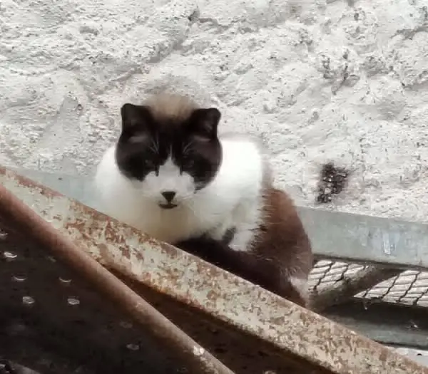 gato lost    Guadalajara Leon benavente