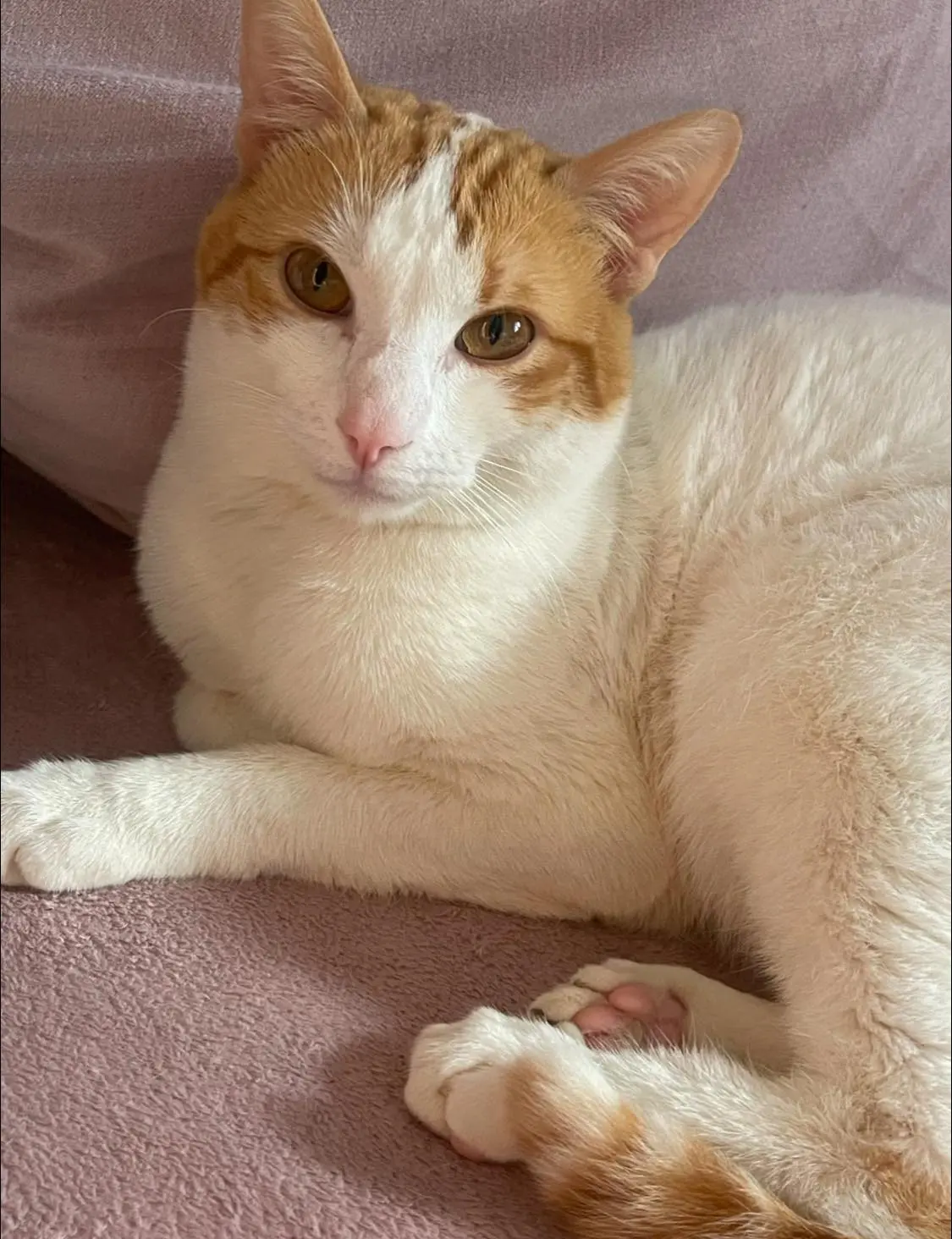 gato lost    Guadalajara Mimi