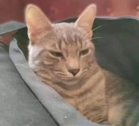 gato lost   19292 Espinosa de Henares Pippin