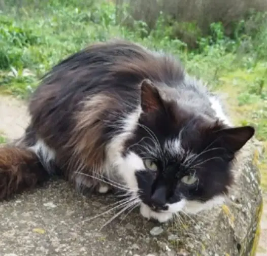 gato lost   19200 Azuqueca de Henares Sandokan