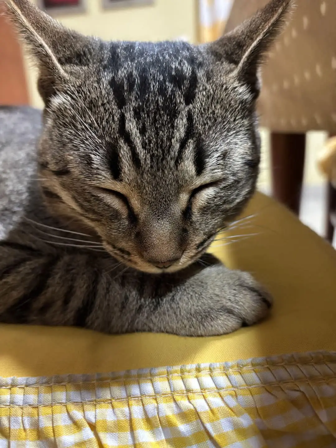 gato lost    Monzón Simba