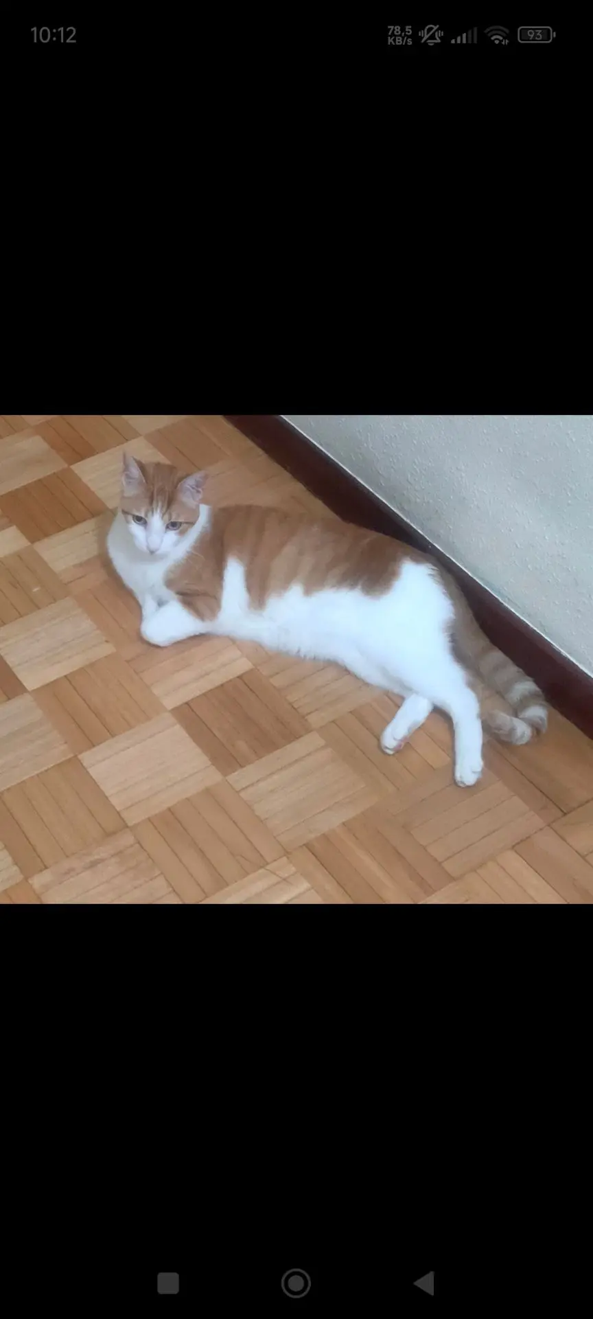 gato lost    León Nico