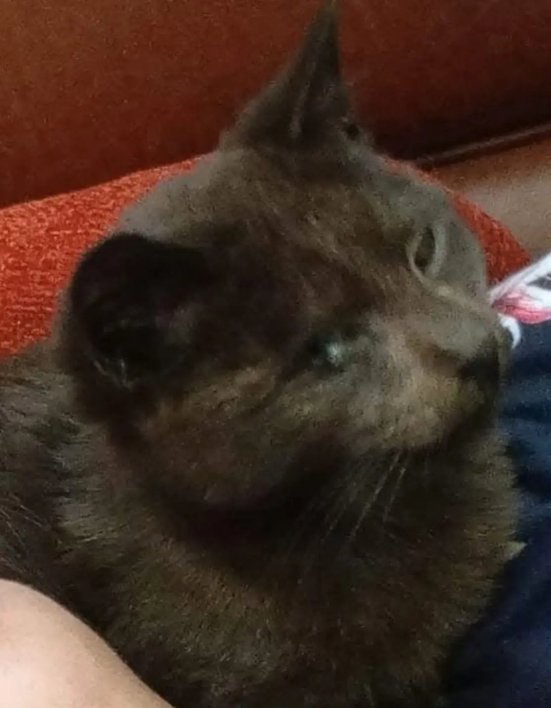 gato lost     Bebé