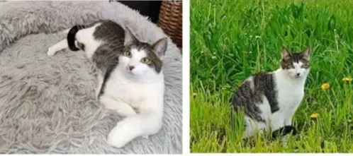 gato lost     Escort