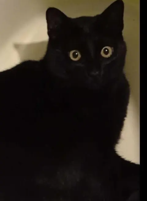 gato lost     Michi