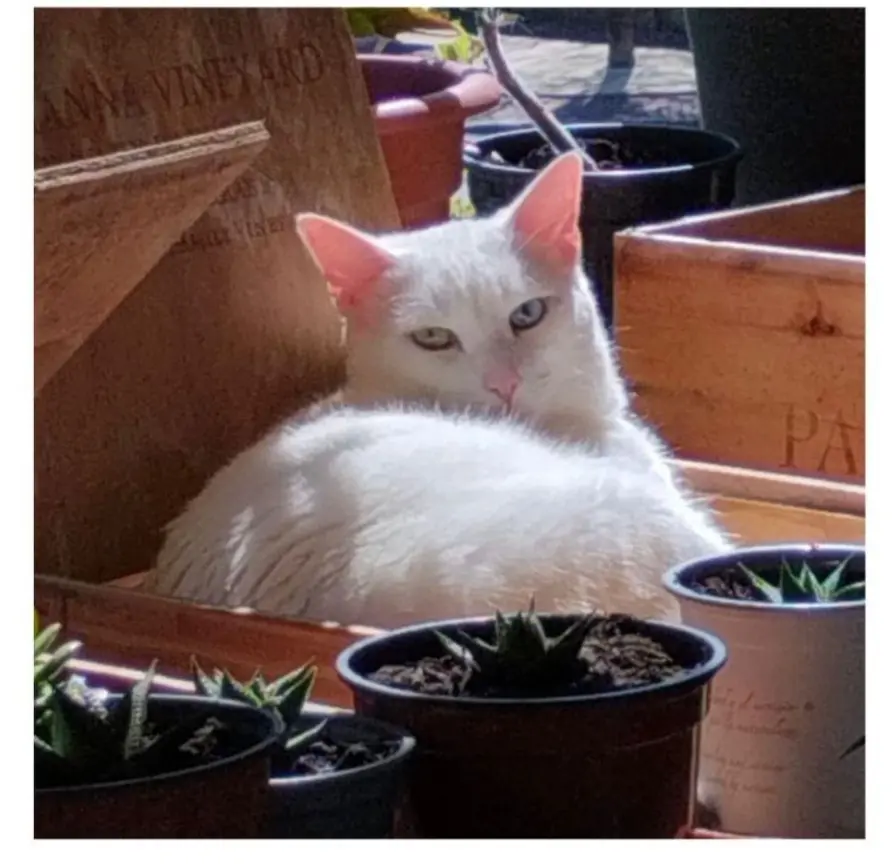 gato lost    Estepona Bowie