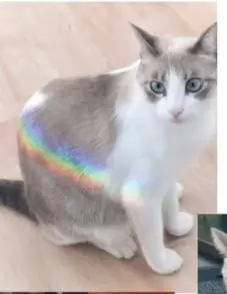 gato lost    Torremolinos Coco