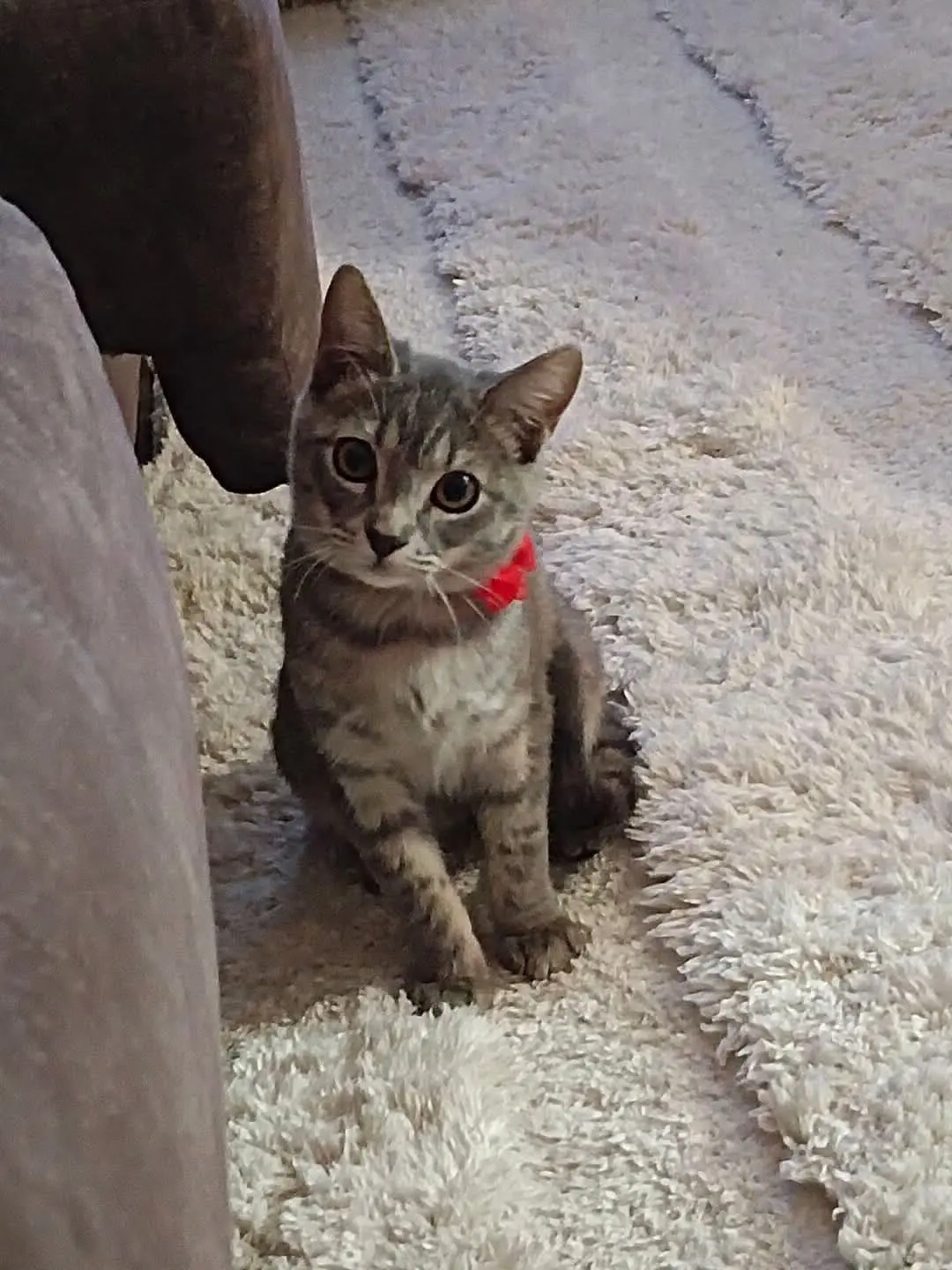 gato lost    Estepona Gatito