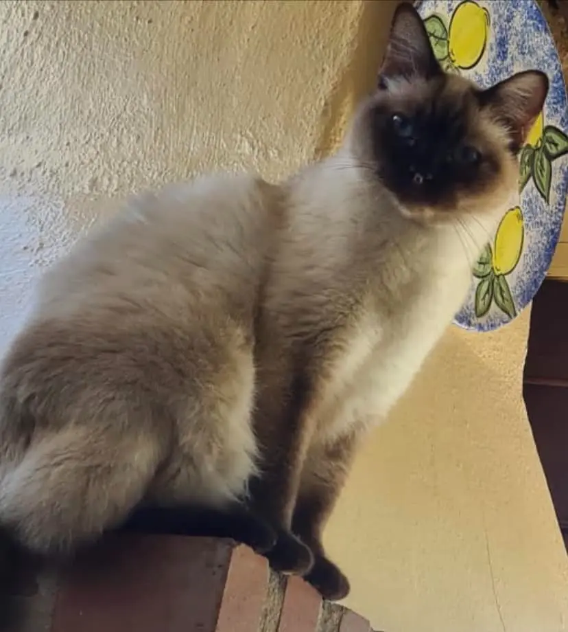 gato lost    Marbella Noa