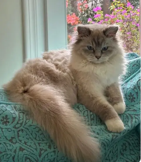 gato lost    Marbella Reina