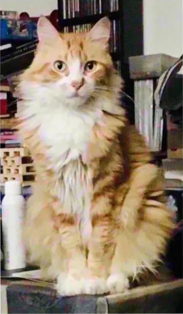 gato lost    Marbella Sam