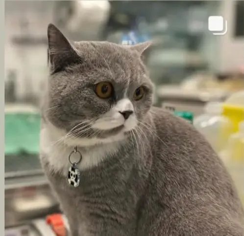 gato lost    Fuengirola Nono