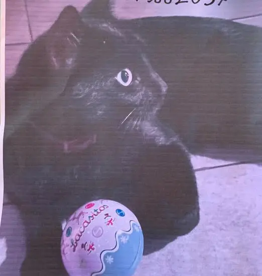gato lost     Blaky