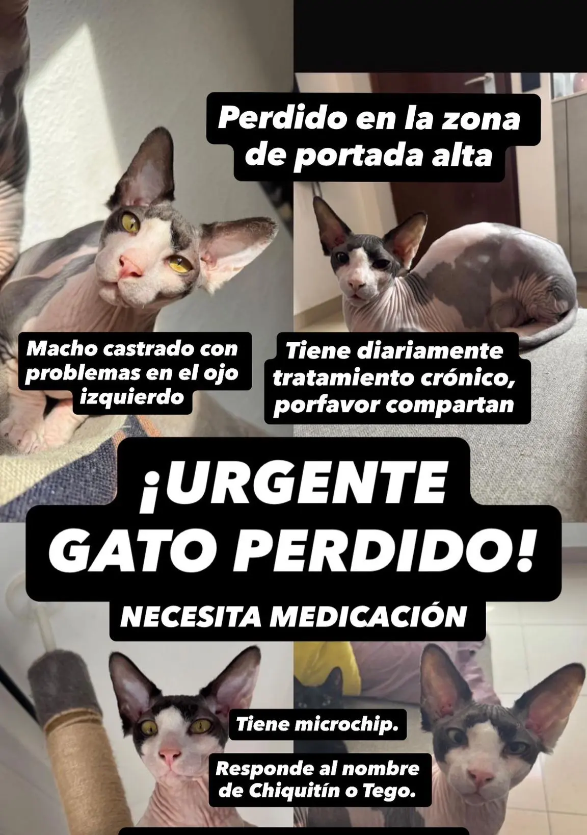 gato lost     Chiquitin (tego)