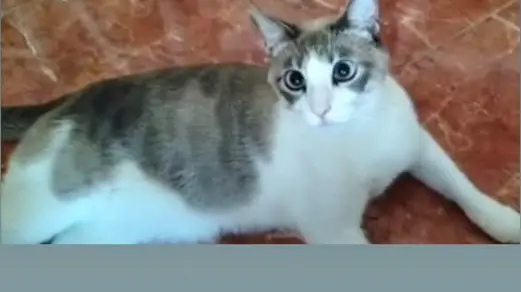gato lost     Coco