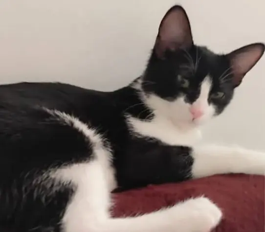 gato lost     Felix