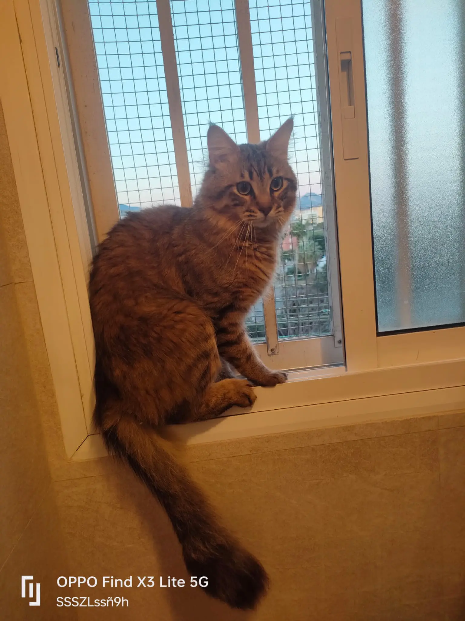gato lost     Hermes