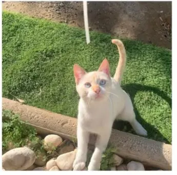 gato lost     John