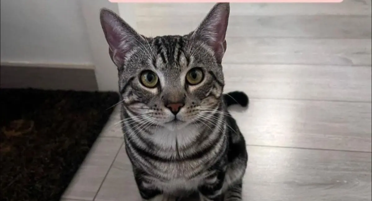 gato lost     Kiwi