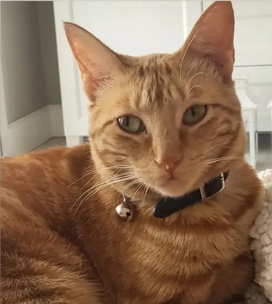 gato lost     Koko