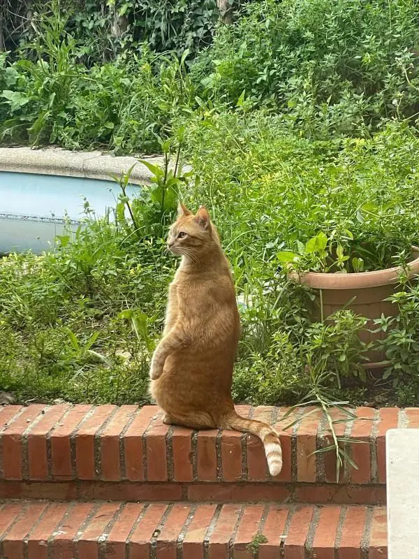 gato lost     Léon