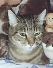 gato lost     Mani