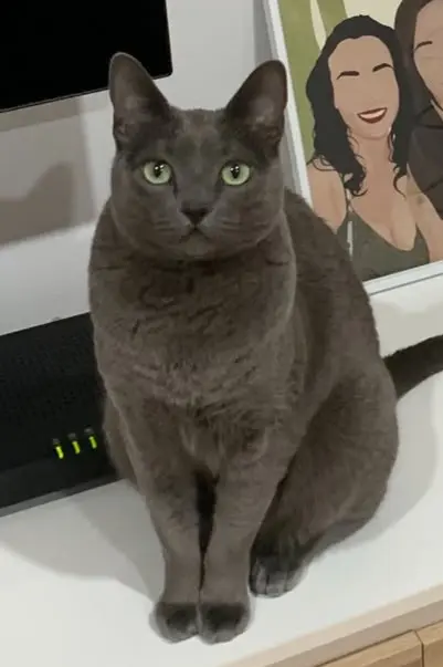 gato lost     Michi