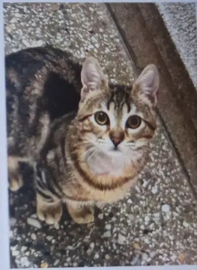 gato lost     Paco