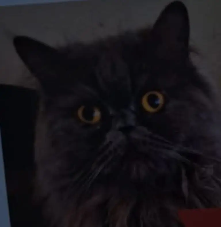 gato lost     Peluso