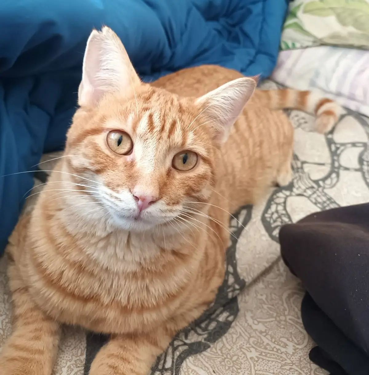 gato lost     Riki