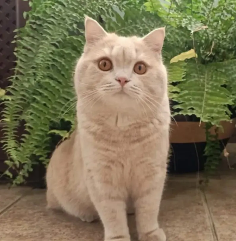 gato lost     Romeo