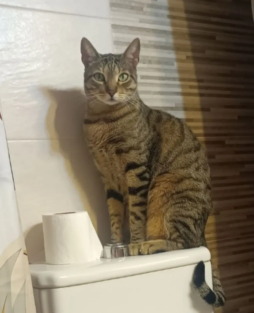 gato lost     Salem