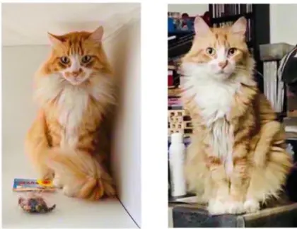 gato lost     Sam