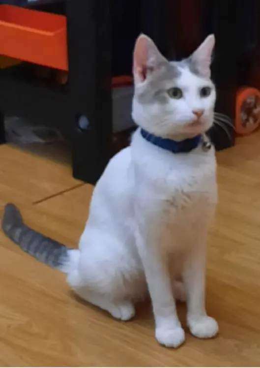 gato lost    Alcalá de Henares Perry
