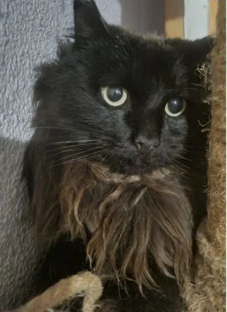 gato lost    Alcorcón Cari