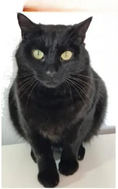 gato lost    Alcorcón Osito