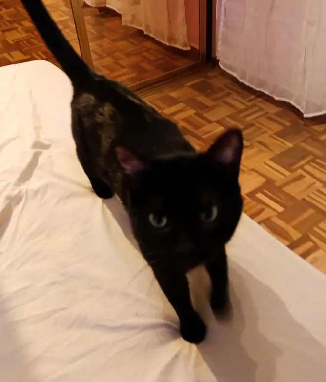 gato lost  Calle de Rafael Botí 28334 Pozuelo de Alarcón Ares