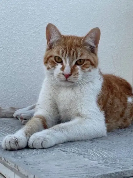 gato lost    Boadilla del Monte Aristar