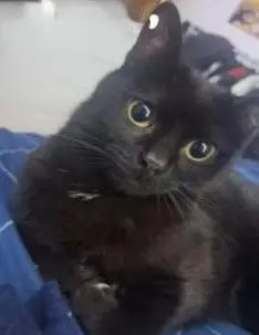 gato lost 4 Carretera de La Granja 28400 Collado Villalba Biggie
