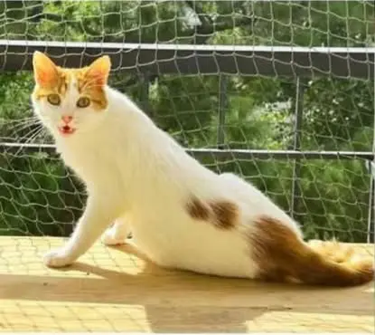 gato lost 4 Carretera de La Granja 28400 Collado Villalba Patxi
