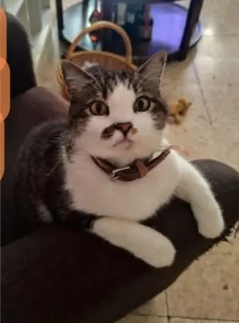 gato lost    Majadahonda Cuqui